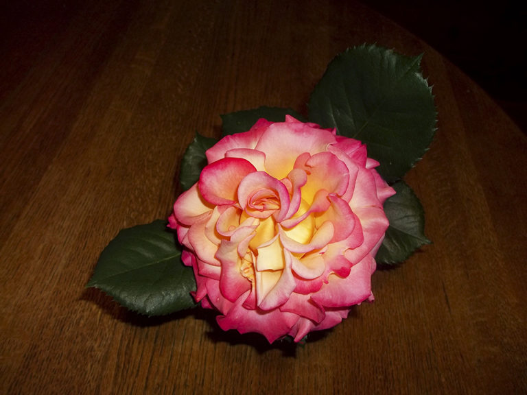 Table Rose 